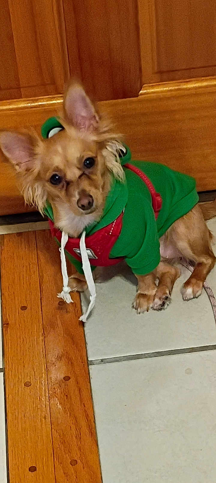 Ari is registered to the contest to win money with this photo: dog, puppy, green_hoodie, clothing, indoor, wood_floor, tile_floor, pet, small_dog, ears, curious, looking_up, cute, sitting, fur, brown_dog, hood, suspenders, canine, domestic_animal