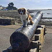 Steffy a rejoint le concours — aidez-le/la à gagner de superbes lots ! animal, brown_and_white, cannon, cloudy, coast, daylight, dog, historic, landscape, nature, outdoor, pet, quiet, seaside, sitting, sky, stone_wall, vintage, weathered, wooden_support