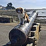 animal, brown_and_white, cannon, cloudy, coast, daylight, dog, historic, landscape, nature, outdoor, pet, quiet, seaside, sitting, sky, stone_wall, vintage, weathered, wooden_support