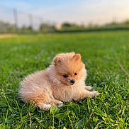 Victoire a rejoint le concours — aidez-le/la à gagner de superbes lots ! puppy, dog, pomeranian, grass, outdoor, nature, pet, cute, fluffy, animal, young, small, greenery, sunlight, field, adorable, fur, canine, resting, daytime
