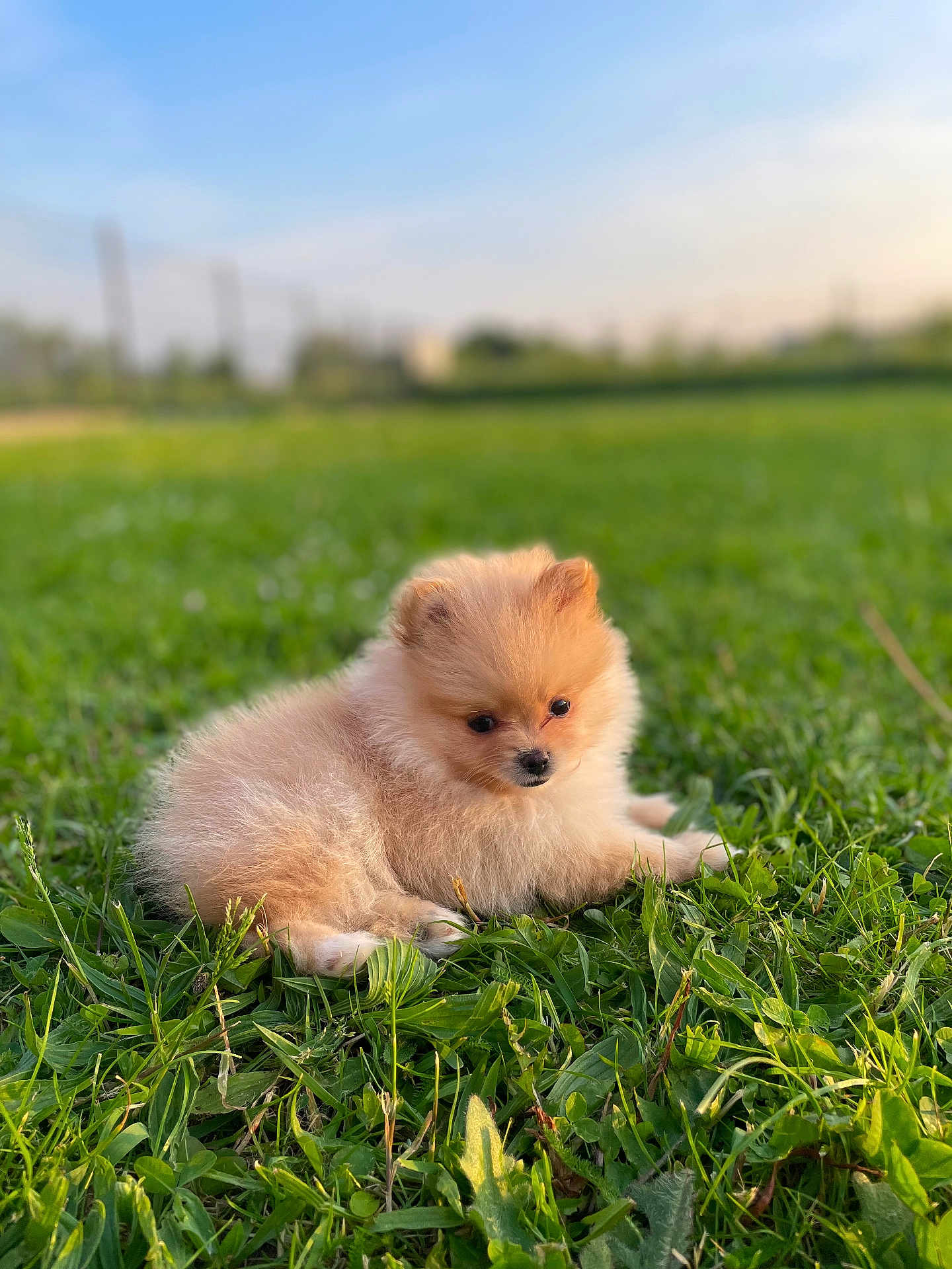 Victoire a rejoint le concours — aidez-le/la à gagner de superbes lots ! puppy, dog, pomeranian, grass, outdoor, nature, pet, cute, fluffy, animal, young, small, greenery, sunlight, field, adorable, fur, canine, resting, daytime