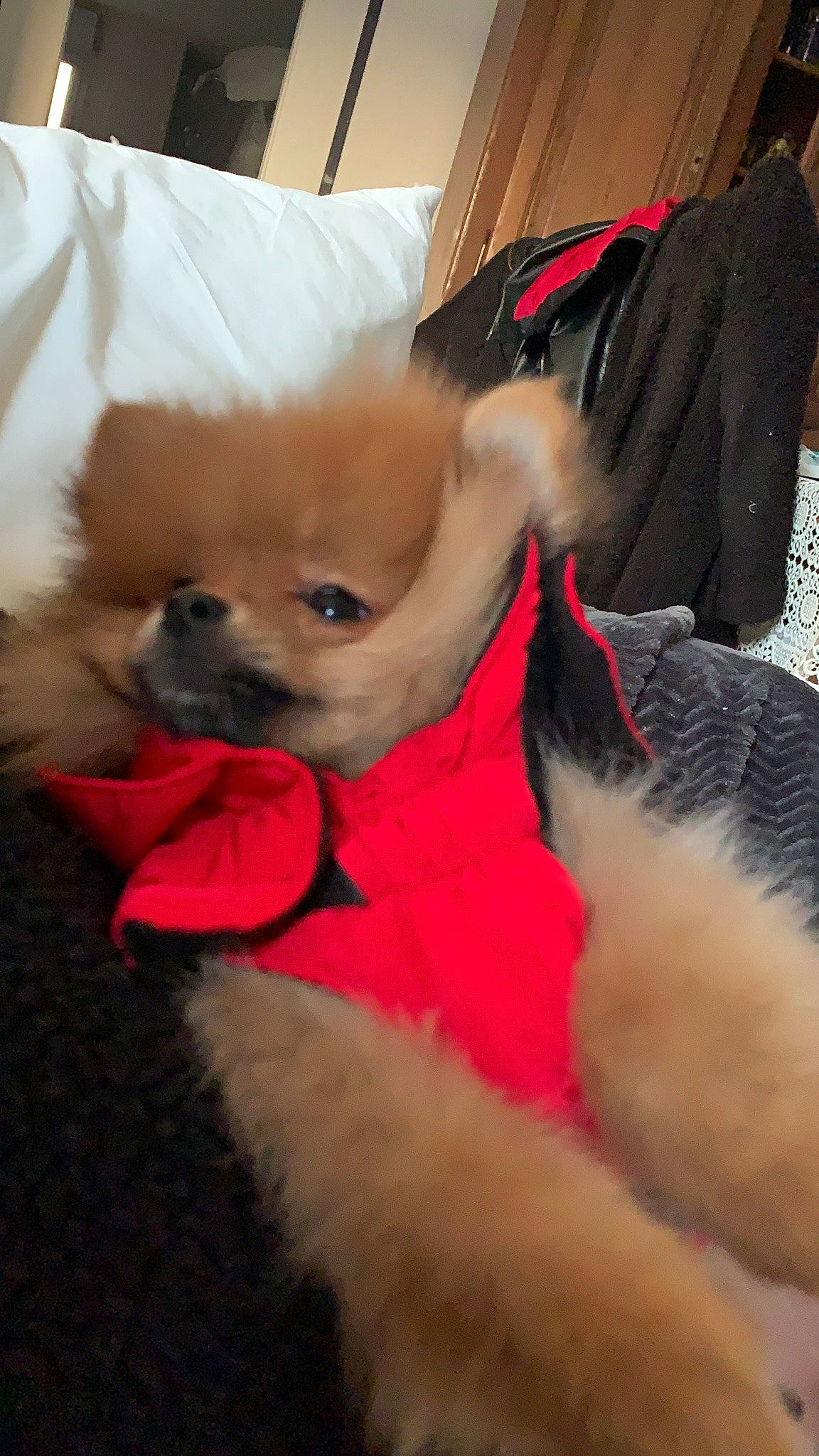 Rio participe au concours pour gagner de l'argent avec cette photo : canidae, carnivore, companion_dog, dog, dog_breed, dog_clothes, fawn, german_spitz, german_spitz_klein, german_spitz_mittel, mammal, pomeranian, puppy, skin, snout, spitz, tibetan_spaniel, toy_dog, vertebrate, volpino_italiano