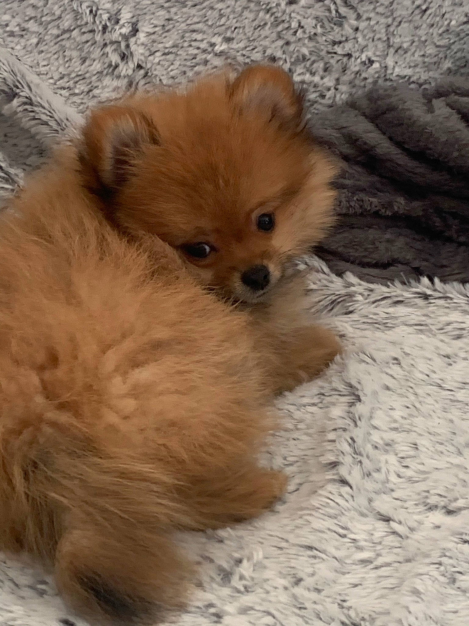 Rio a rejoint le concours — aidez-le/la à gagner de superbes lots ! canidae, carnivore, companion_dog, dog, dog_breed, fawn, german_spitz, german_spitz_klein, german_spitz_mittel, mammal, non_sporting_group, pomeranian, puppy, skin, snout, spitz, sporting_group, toy_dog, vertebrate, volpino_italiano