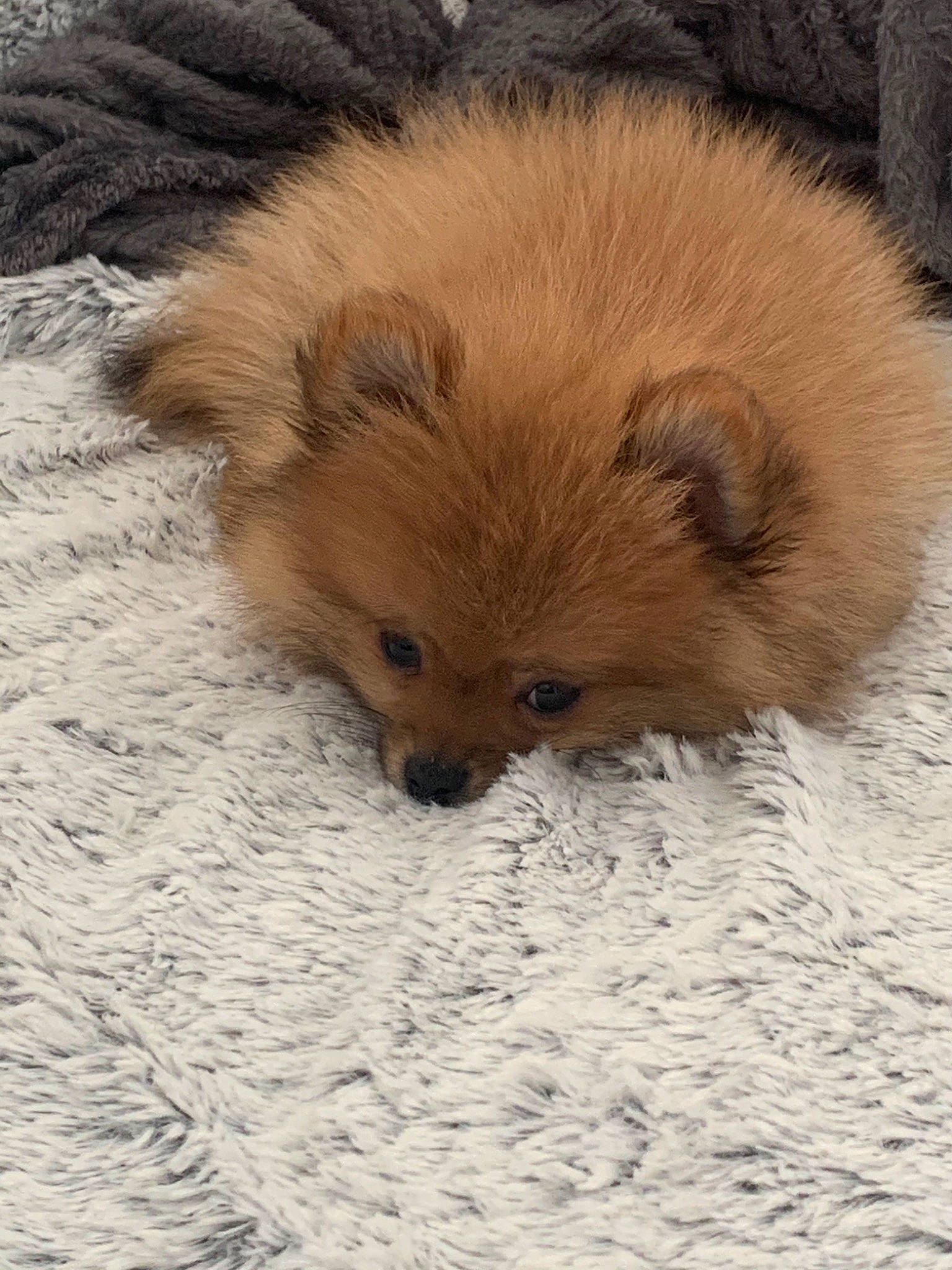 Rio participe au concours pour gagner de l'argent avec cette photo : canidae, carnivore, companion_dog, dog, dog_breed, eurasier, fawn, finnish_spitz, fur, german_spitz, german_spitz_klein, german_spitz_mittel, mammal, pomeranian, puppy, snout, spitz, toy_dog, vertebrate, volpino_italiano