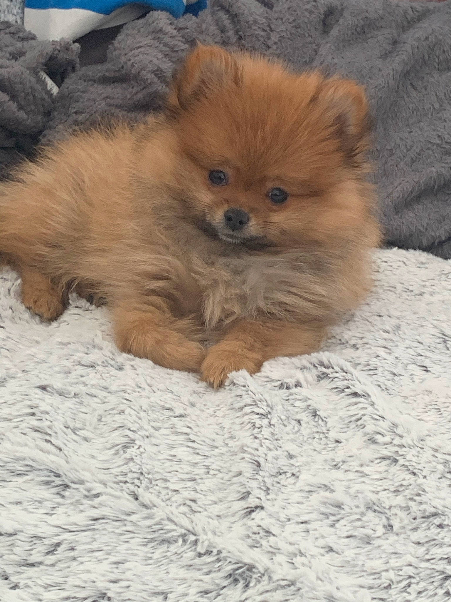 Rio participe au concours pour gagner de l'argent avec cette photo : canidae, carnivore, companion_dog, dog, dog_breed, fawn, fur, german_spitz, german_spitz_klein, german_spitz_mittel, mammal, morkie, non_sporting_group, pomeranian, puppy, snout, spitz, toy_dog, vertebrate, volpino_italiano