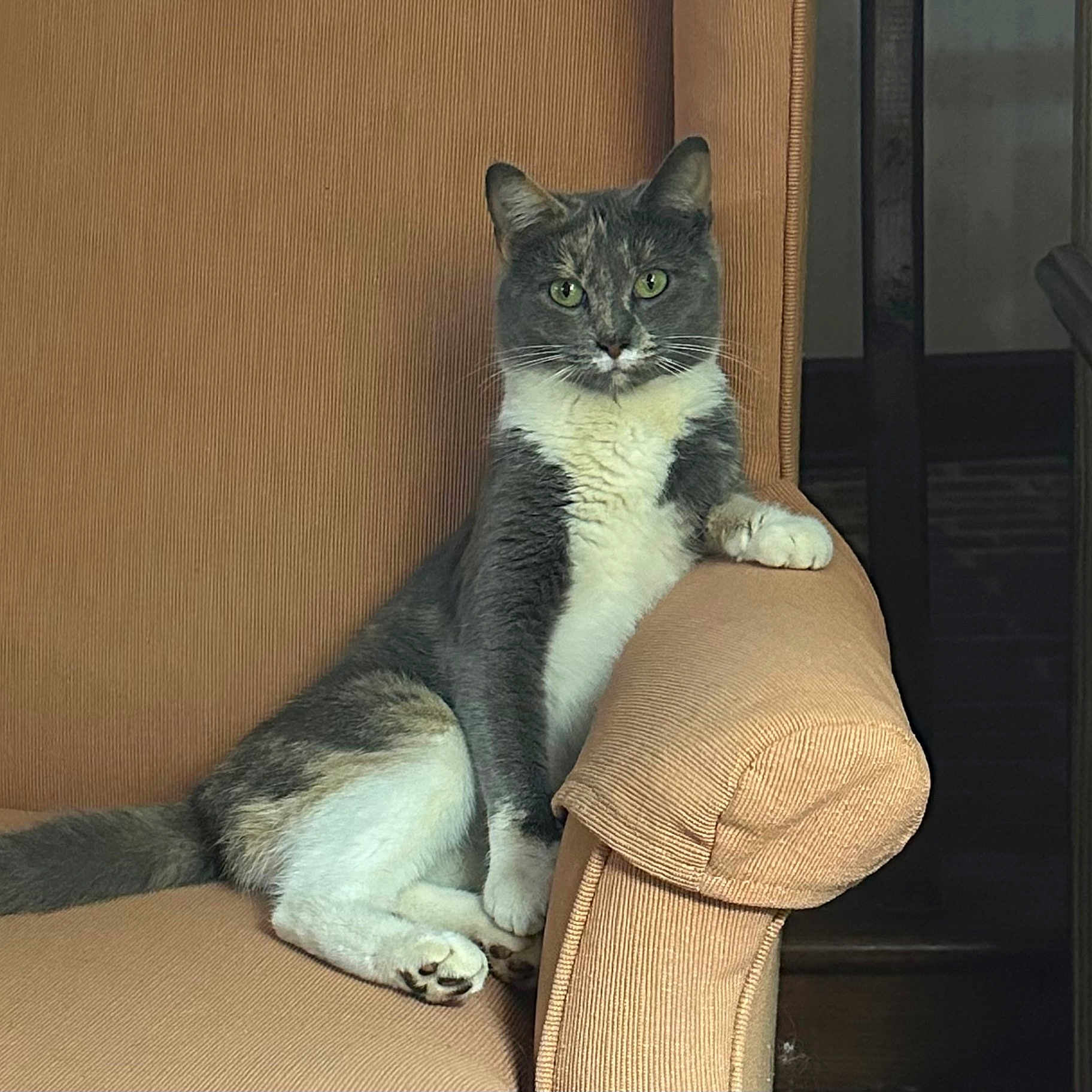 Luna is registered to the contest to win money with this photo: armchair, beige, cat, chair, cute, domestic_animal, feline, furniture, gaze, gray_fur, green_eyes, indoor, paw, pet, portrait, relaxed, sitting, upholstery, whiskers, white_fur