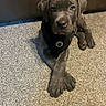 puppy, dog, gray_dog, pet, indoor, carpet, crossed_paws, black_harness, paw_print, leather_couch, cute, animal, looking_at_camera, young_dog, domestic_animal, fur, four_legs, resting, companion, adorable