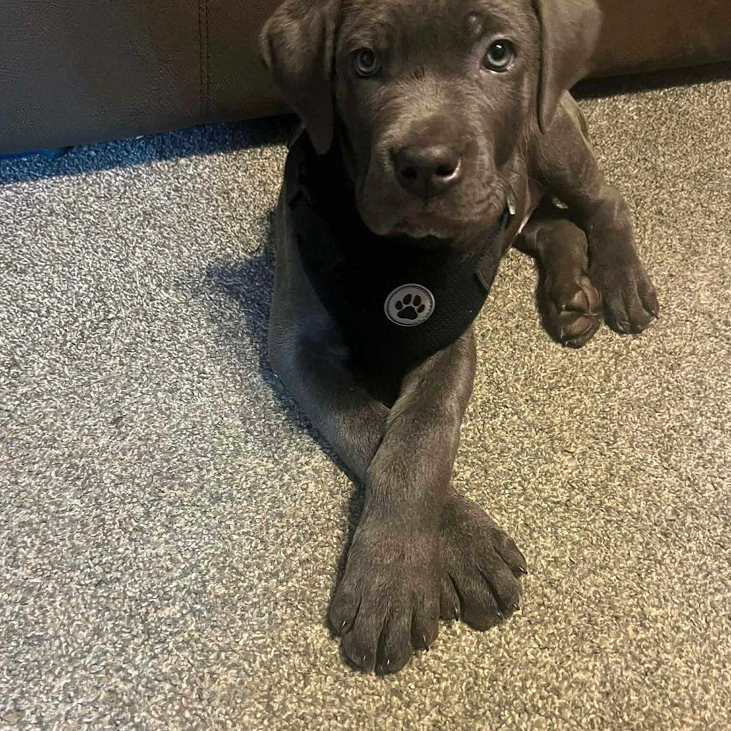 Cornelius