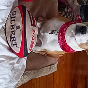 Pinceau participe au concours pour gagner de l'argent avec cette photo : carmine, carnivore, chest, collar, companion_dog, dog, dog_supply, door, elbow, fashion_accessory, human_leg, sleeve, thigh, wrist