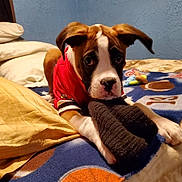 Charlie joined the competition — help win amazing prizes! dog, puppy, bed, blanket, sock, toy, pillow, wall, ears, eyes, nose, paws, red_shirt, brown_and_white, indoor, playing, blanket_pattern, fleece, cute, portrait