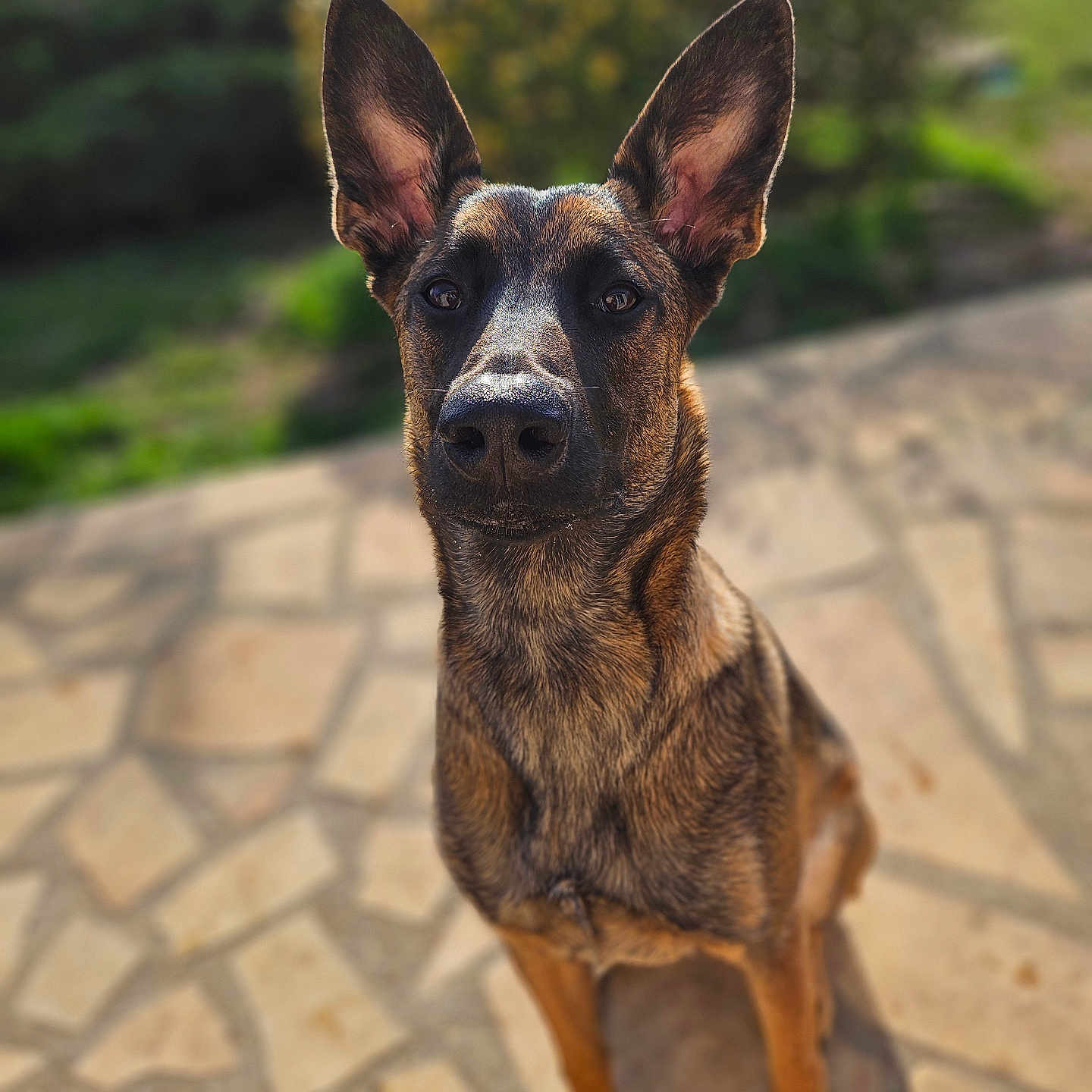 Alba