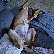 Alba a rejoint le concours — aidez-le/la à gagner de superbes lots ! dog, lying_down, couch, blanket, pillow, indoor, tile_floor, relaxed, pet, canine, sleeping, paw, cozy, home, fur, resting, covering_eyes, comfort, animal, domestic