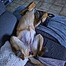 dog, lying_down, couch, blanket, pillow, indoor, tile_floor, relaxed, pet, canine, sleeping, paw, cozy, home, fur, resting, covering_eyes, comfort, animal, domestic