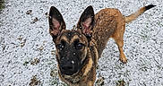 Alba a rejoint le concours — aidez-le/la à gagner de superbes lots ! dog, canine, snow, outdoor, animal, pet, ears, fur, winter, curious, looking_up, ground, nature, paw, tail, brown, black, snowflakes, daylight, mammal
