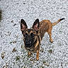 dog, canine, snow, outdoor, animal, pet, ears, fur, winter, curious, looking_up, ground, nature, paw, tail, brown, black, snowflakes, daylight, mammal