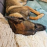 Alba participe au concours pour gagner de l'argent avec cette photo : dog, sleeping, couch, pillows, blanket, brown, fur, cozy, resting, indoors, pet, relaxation, canine, domestic_animal, snout, ears, comfort, home, furniture, nap