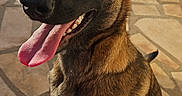 Alba a rejoint le concours — aidez-le/la à gagner de superbes lots ! alert, animal, brown_fur, canine, closeup, daytime, dog, domestic_animal, ears_up, friendly, happy, looking_up, nature, outdoor, pet, playful, sitting, stone_patio, sunlight, tongue_out