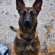 Alba a rejoint le concours — aidez-le/la à gagner de superbes lots ! alert, animal, black, brown, canine, closeup, collar, dog, ears, fur, german_shepherd, ground, looking_up, outdoor, paw, pet, sitting, snow, snowflakes, winter