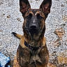 alert, animal, black, brown, canine, closeup, collar, dog, ears, fur, german_shepherd, ground, looking_up, outdoor, paw, pet, sitting, snow, snowflakes, winter