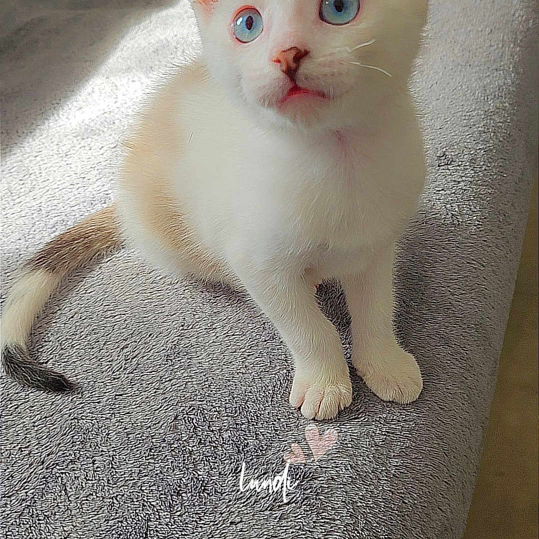 Mousse
