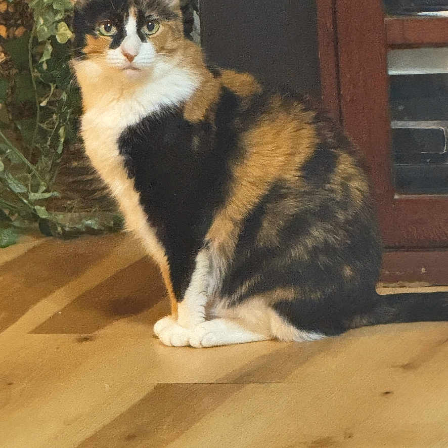 Callico is registered to the contest to win money with this photo: animal, black_fur, cabinet, calico_cat, cat, fluffy_fur, furniture, greenery, houseplant, indoors, orange_fur, pet, phone_screenshot, portrait, shadow, sitting, speaker, sunlight, white_paws, wooden_floor