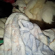 Patches is registered to the contest to win money with this photo: cat, sleeping, blanket, cozy, fur, pet, indoor, resting, cute, domestic_animal, animal, soft, comfort, warm, relaxation, pile, snuggled, white, brown, pink_nose