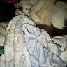 cat, sleeping, blanket, cozy, fur, pet, indoor, resting, cute, domestic_animal, animal, soft, comfort, warm, relaxation, pile, snuggled, white, brown, pink_nose