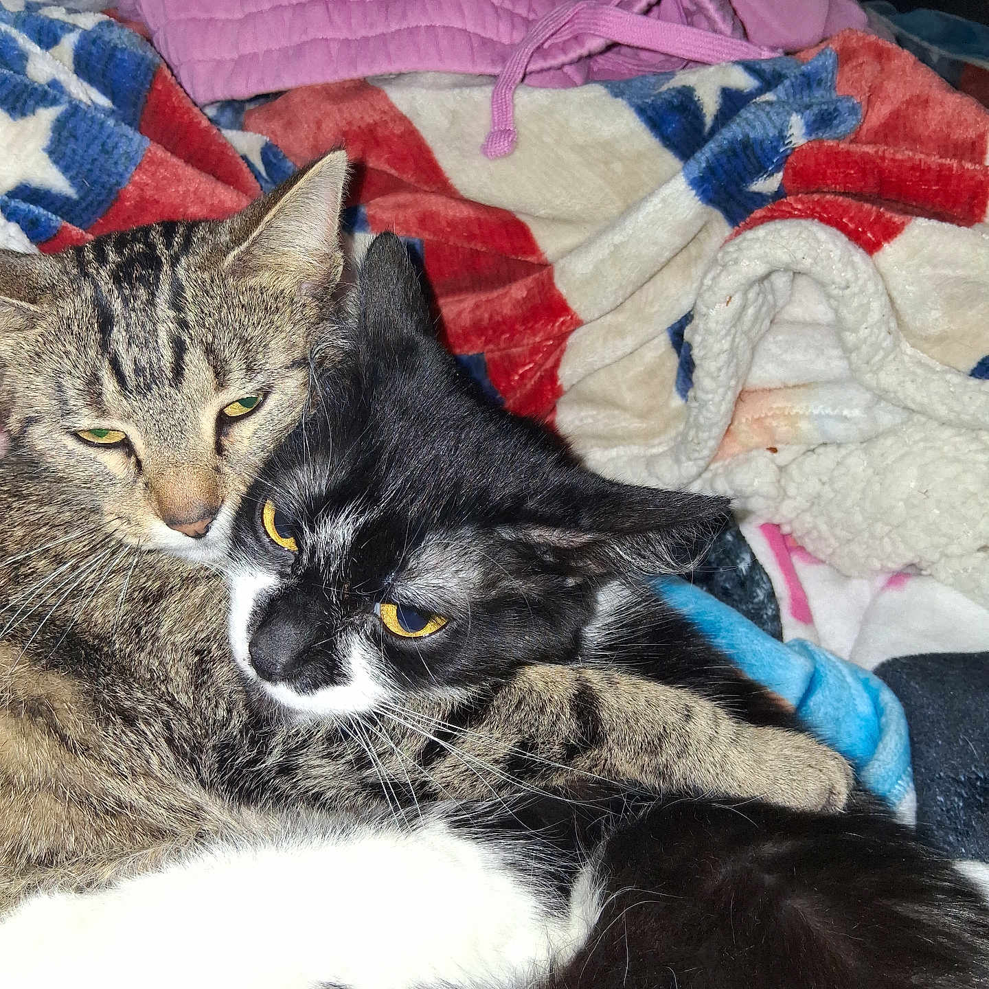Kitten And Kitty