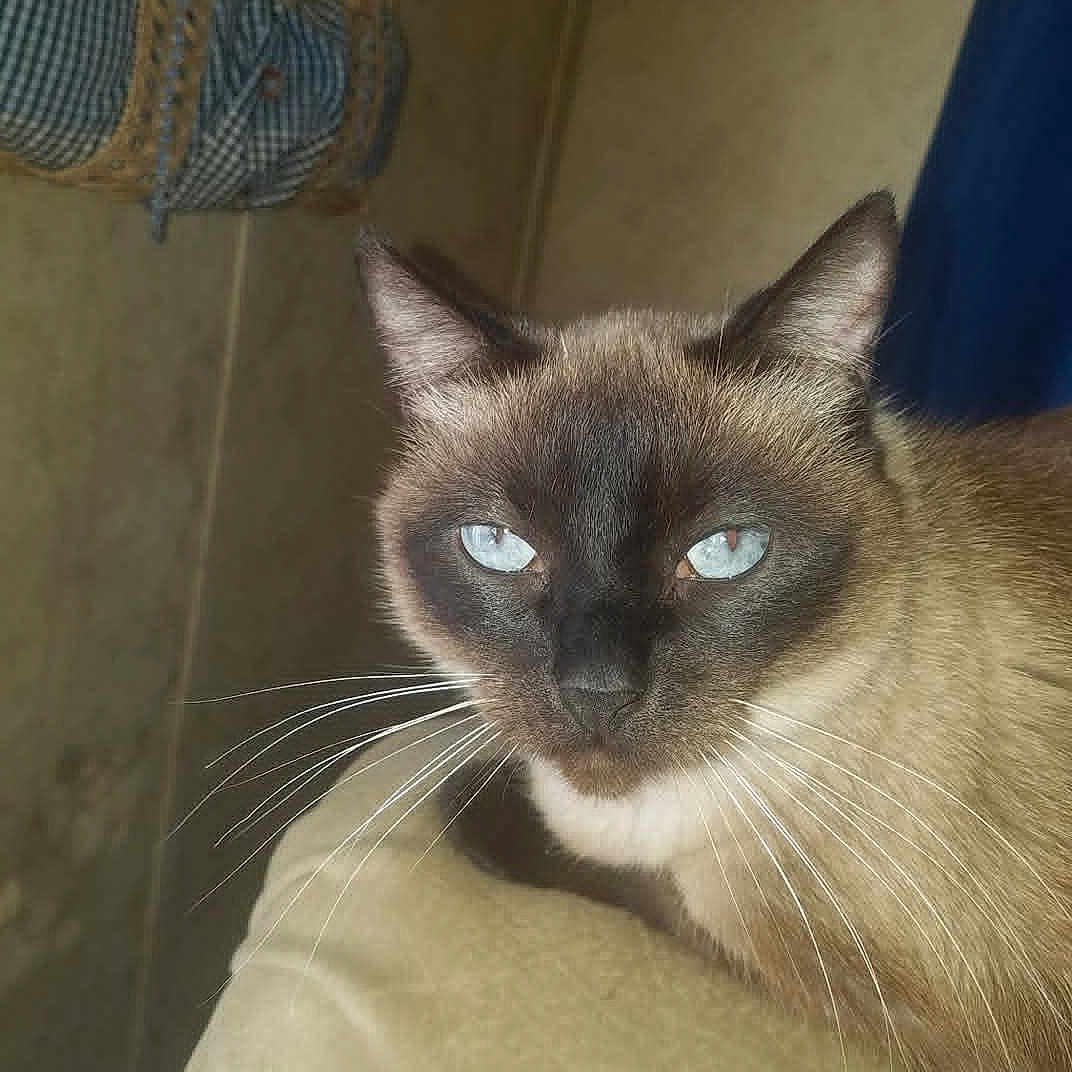 Maddie joined the competition — help win amazing prizes! cat, siamese_cat, blue_eyes, whiskers, close_up, pet, feline, indoor, resting, beige, fur, animal, portrait, mammal, cute, domestic_animal, looking, face, ears, home
