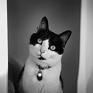 Luna joined the competition — help win amazing prizes! animal, black_and_white, cat, closeup, collar, curious, cute, domestic_cat, ears, eyes, feline, fur, indoor, looking_up, monochrome, pet, portrait, tag, tuxedo_cat, whiskers