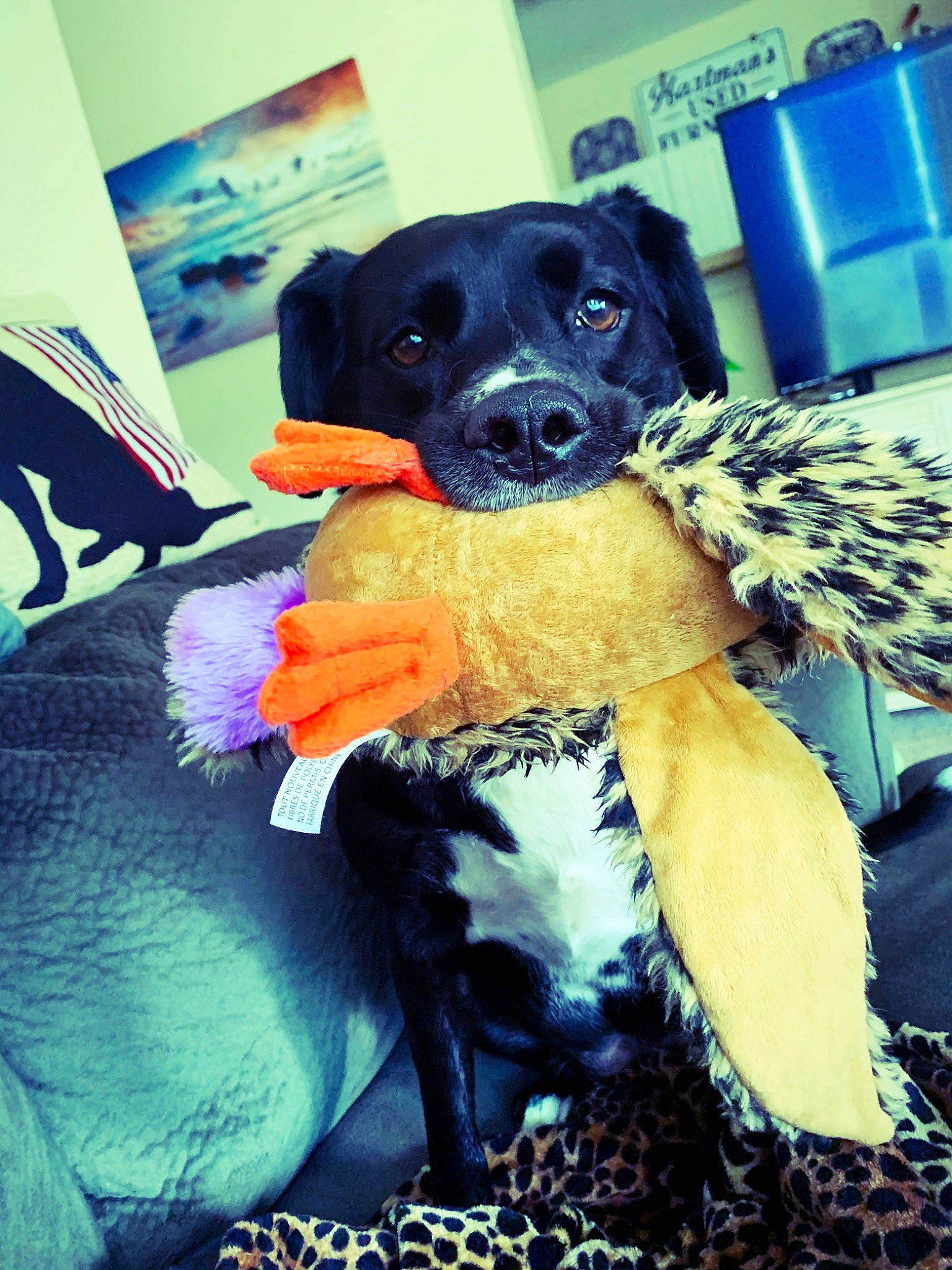 Danni is registered to the contest to win money with this photo: canidae, carnivore, collar, comfort, companion_dog, dog, dog_breed, dog_collar, dog_supply, fawn, fur, guard_dog, happy, office_supplies, personal_protective_equipment, snout, sporting_group, toy, toy_dog, working_animal