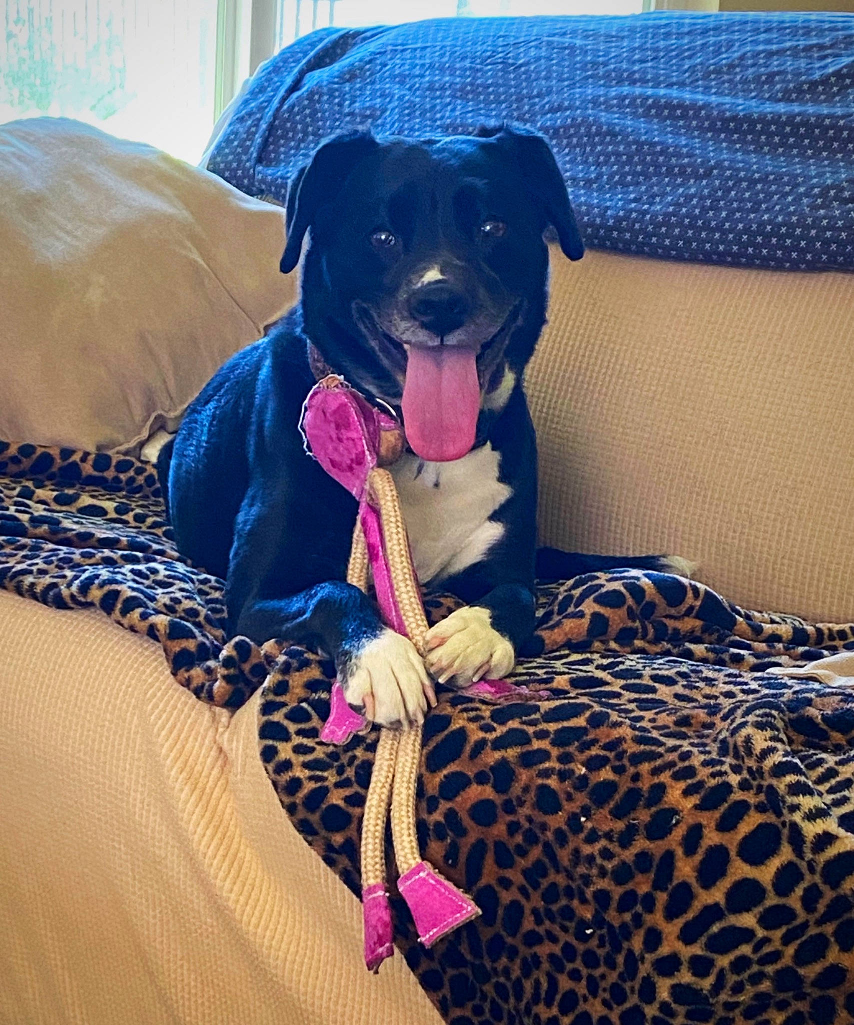 Danni joined the competition — help win amazing prizes! bed, blue, canidae, carnivore, comfort, companion_dog, couch, dog, dog_breed, dog_supply, electric_blue, fawn, guard_dog, linens, magenta, pattern, purple, sporting_group, toy_dog, working_animal