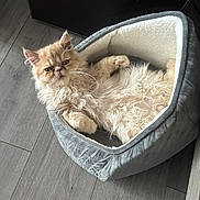 Alessio a rejoint le concours — aidez-le/la à gagner de superbes lots ! animal, cat, cozy, curly_fur, cute, domestic_cat, ears, feline, floor, fluffy, fur, furniture, indoor, looking, mammal, pet_bed, relaxed, resting, whiskers, wooden_floor