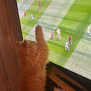 Alessio a rejoint le concours — aidez-le/la à gagner de superbes lots ! ball, cat, couch, curious, entertainment, feline, framed_photo, green_field, home, indoor, orange_cat, pet, players, reaching, remote_control, soccer, sports, table, television, wooden_wall