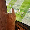 ball, cat, couch, curious, entertainment, feline, framed_photo, green_field, home, indoor, orange_cat, pet, players, reaching, remote_control, soccer, sports, table, television, wooden_wall
