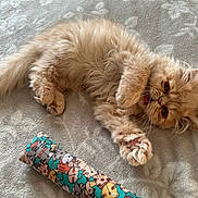 Alessio participe au concours pour gagner de l'argent avec cette photo : cat, kitten, orange_cat, fluffy_fur, paw, paws, toy, bed, blanket, cushion, whiskers, closeup, indoor, playful, resting, cute, fabric_texture, patterned_toy, persian_like, soft_lighting