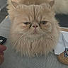 animal, cat, close_up, cute, domestic, expression, face, fluffy, fur, furniture, grumpy_face, hand, household, indoor, mammal, orange_cat, pet, relaxed, table, whiskers