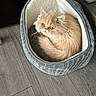 cat, closeup, cozy, curled_up, cute, eyes, fluffy, fur, furniture, hardwood_floor, home, indoor, orange_cat, persian_cat, pet, pet_bed, portrait, relaxed, toy_ball, whiskers