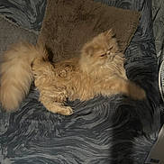 Alessio participe au concours pour gagner de l'argent avec cette photo : animal, bed, blanket, cat, cozy, cute, domestic, feline, fluffy, fur, indoor, marbled_pattern, paw, pet, pillow, relaxing, resting, soft, stretching, tail