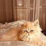 Alessio a rejoint le concours — aidez-le/la à gagner de superbes lots ! bed, blanket, cat, close_up, cozy, cream_colored, curtain, cute, feline, fluffy, fur, indoor, persian_cat, pet, portrait, relaxed, sleepy, soft_light, warm_tone, whiskers