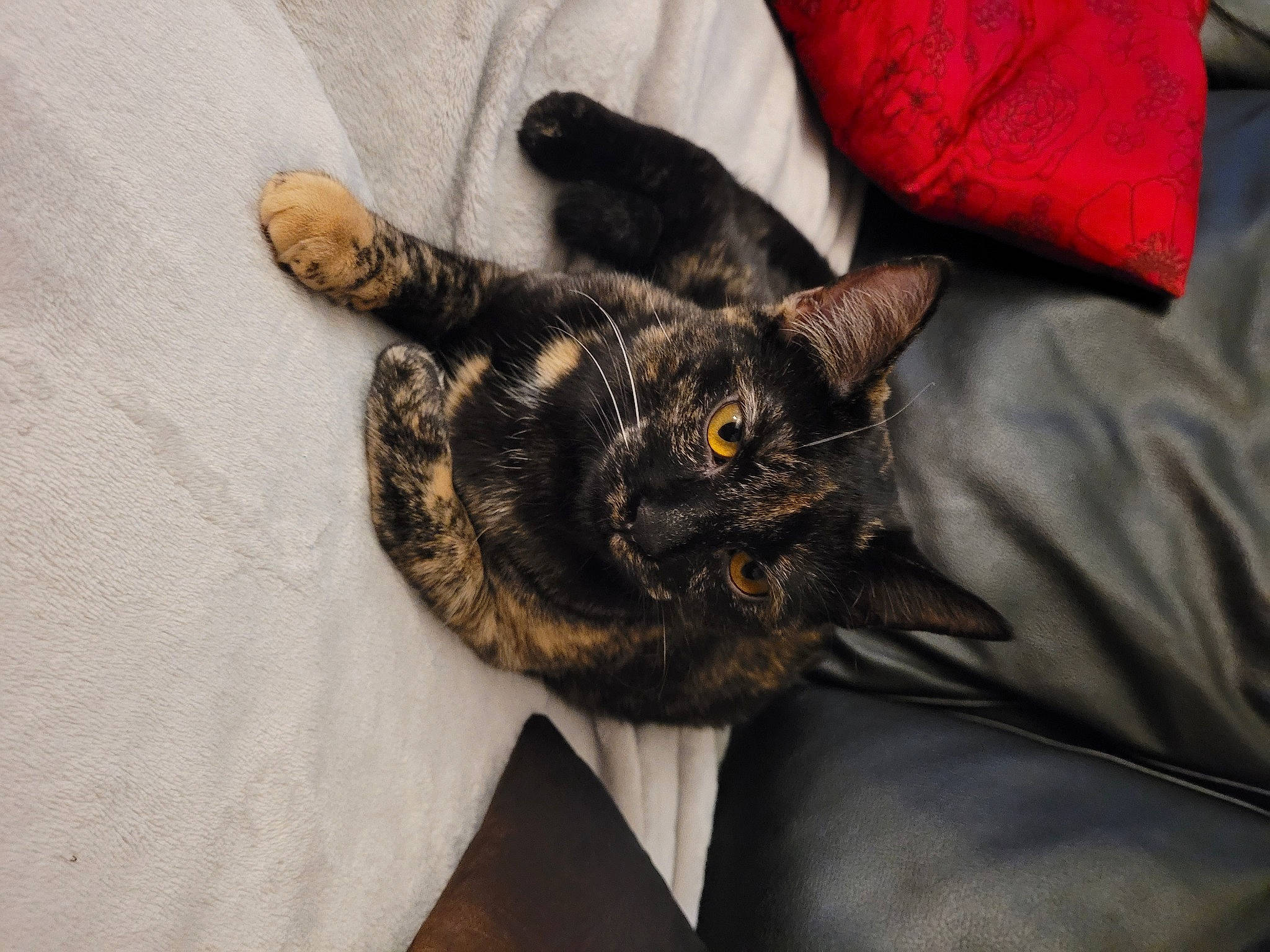 Bidou participe au concours pour gagner de l'argent avec cette photo : black_cat, carmine, carnivore, cat, claw, comfort, domestic_short_haired_cat, ear, felidae, fur, nap, paw, sleeve, small_to_medium_sized_cats, tail, whiskers