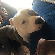 Roco is registered to the contest to win money with this photo: dog, pet, indoor, couch, blue_furniture, resting, white_coat, brindle_coat, floor, slipper, natural_light, window, household_items, relaxed, domestic, animal, companion, furniture, soft_light, cozy