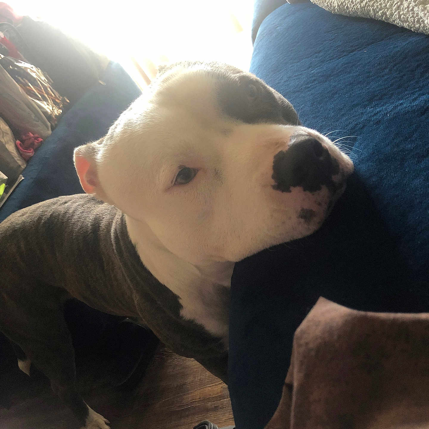 Roco is registered to the contest to win money with this photo: animal, blue_furniture, brindle_coat, companion, couch, cozy, dog, domestic, floor, furniture, household_items, indoor, natural_light, pet, relaxed, resting, slipper, soft_light, white_coat, window