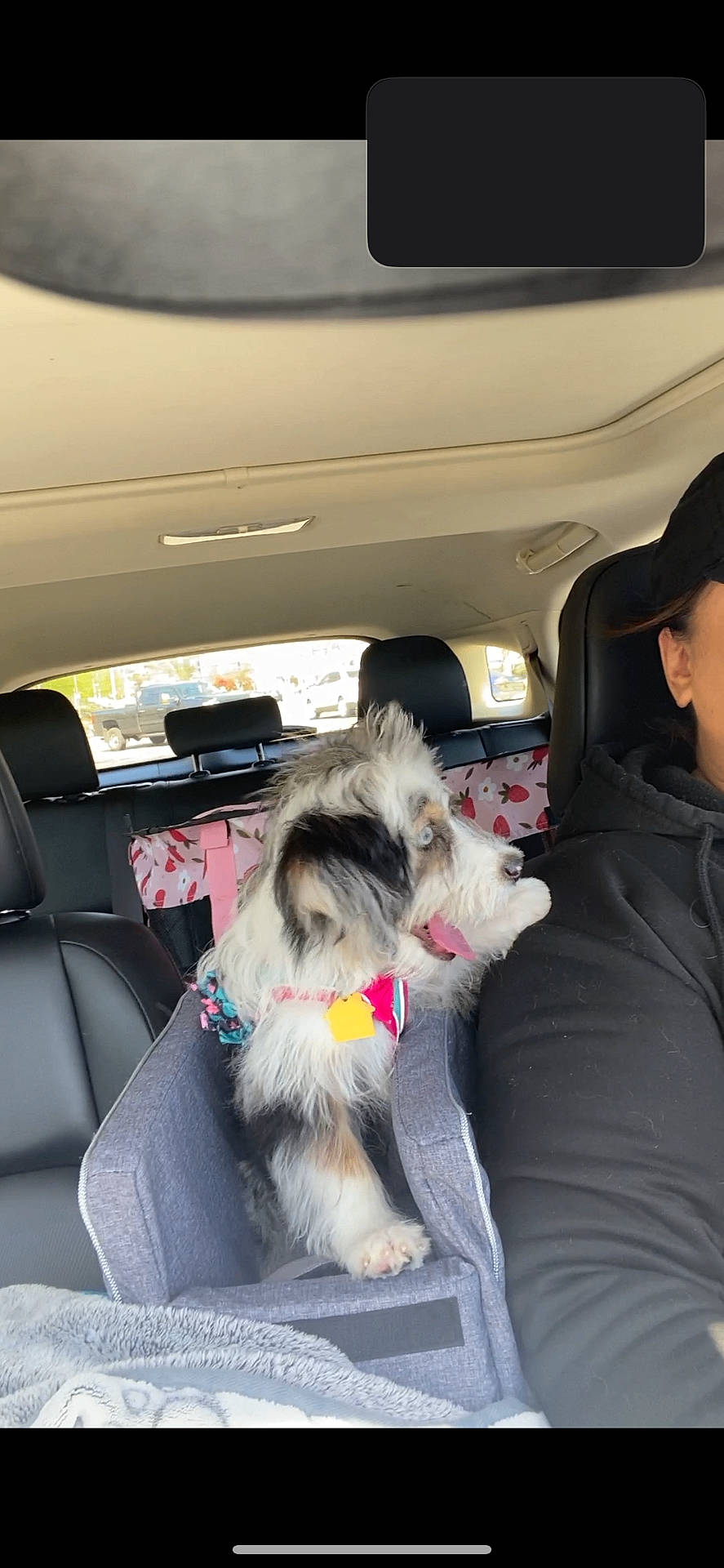 Banksy is registered to the contest to win money with this photo: adult, animal, canine, car, couch, creditcard, cushion, dog, furniture, homedecor, male, man, person, pet, pickuptruck, puppy, text, transportation, truck, vehicle