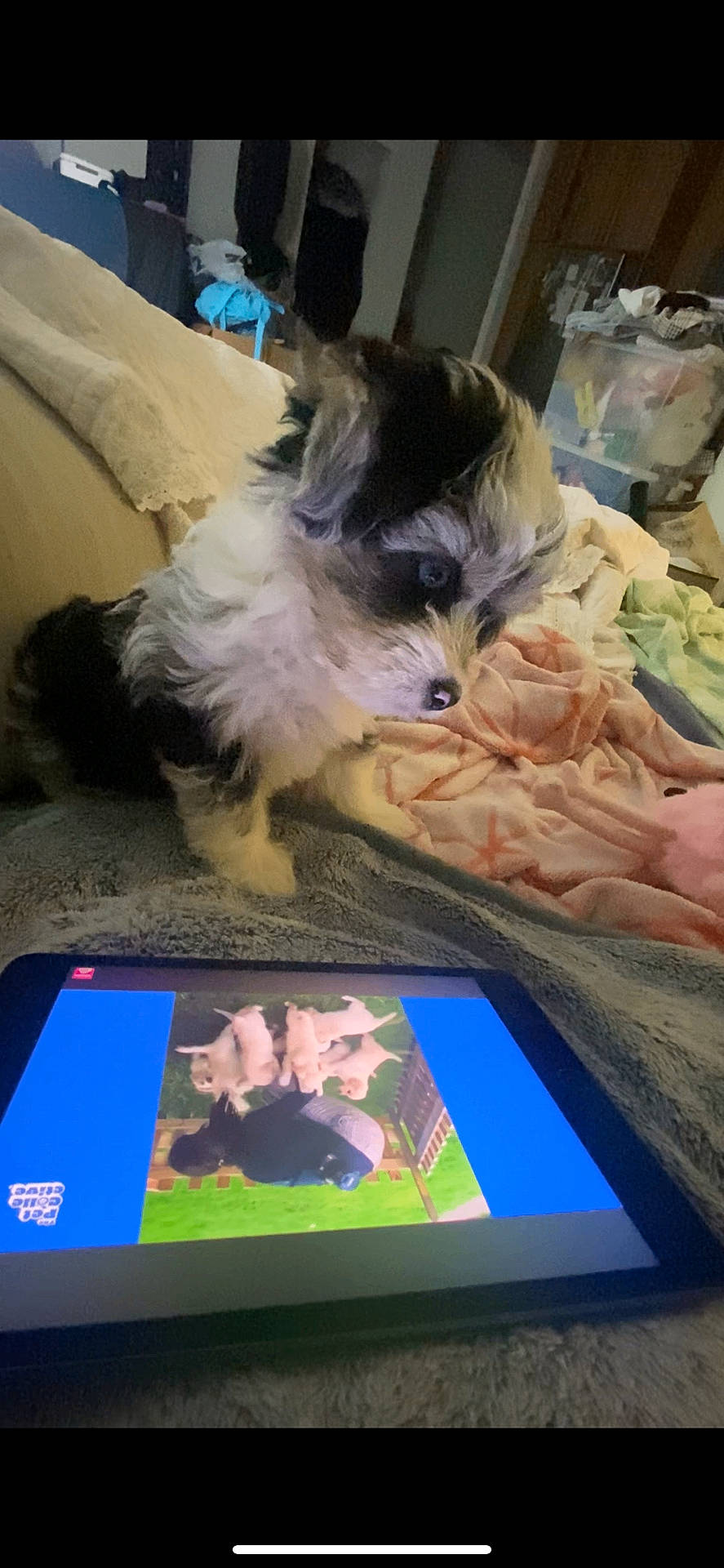 Banksy is registered to the contest to win money with this photo: animal, bed, bedroom, canine, cockerspaniel, computer, computerhardware, couch, dog, electronics, furniture, hardware, laptop, monitor, pc, pet, phone, puppy, screen, tabletcomputer