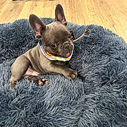 Tigger joined the competition — help win amazing prizes! puppy, french_bulldog, dog, pet, dog_bed, fluffy, blue_gray, collar, floor, wooden_floor, indoor, cute, young_dog, playful, ears, animal, small_dog, resting, looking, cozy