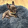 puppy, french_bulldog, dog, pet, dog_bed, fluffy, blue_gray, collar, floor, wooden_floor, indoor, cute, young_dog, playful, ears, animal, small_dog, resting, looking, cozy