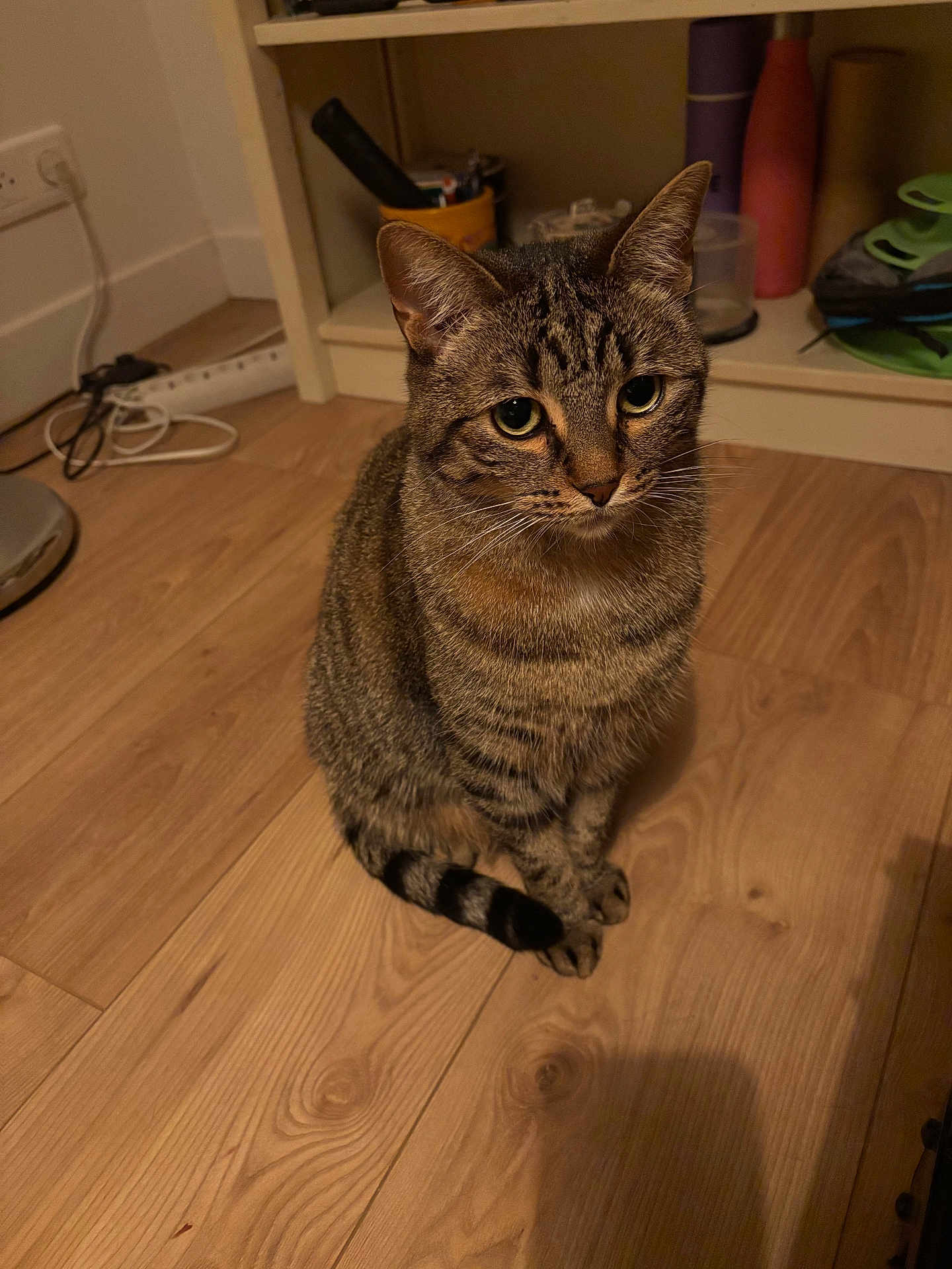 Yoko a rejoint le concours — aidez-le/la à gagner de superbes lots ! cat, tabby_cat, indoor, wooden_floor, sitting, pet, animal, curious, feline, striped, ears, whiskers, shelf, household_items, flooring, looking_up, domestic_cat, cozy, cute, mammal