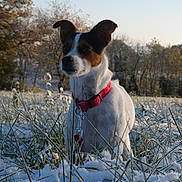 Cacahuète a rejoint le concours — aidez-le/la à gagner de superbes lots ! dog, animal, outdoor, snow, grass, collar, pet, nature, field, winter, sunlight, frost, tree, canine, mammal, closeup, daylight, adorable, quiet, scenery