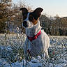 dog, animal, outdoor, snow, grass, collar, pet, nature, field, winter, sunlight, frost, tree, canine, mammal, closeup, daylight, adorable, quiet, scenery